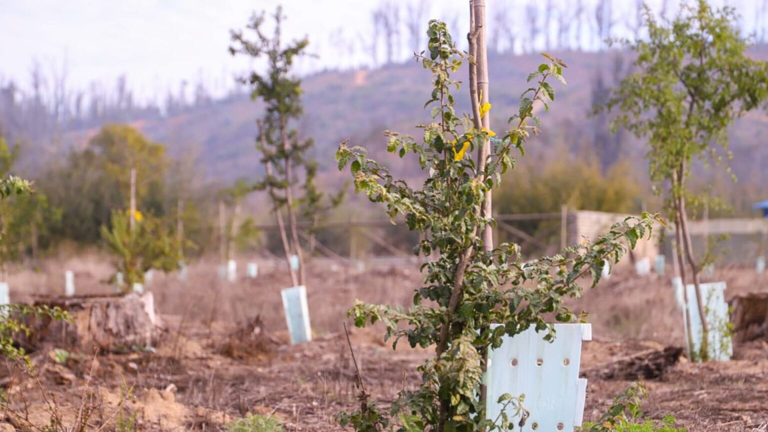 Fondo del Carbono de los Bosques destaca a CONAF con aporte de US$ 5,1 millones